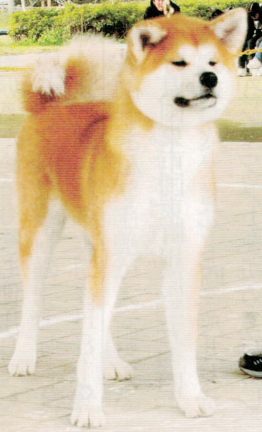 HB-101で秋田犬保存会、第２１回東海北陸総支部展、幼犬、牝組で１席を受賞しました。