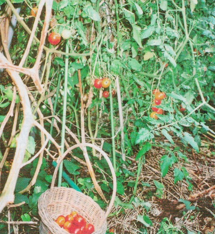 ほとんど枯れかけていたミニトマトが、HB-101でよみがえり、甘いミニトマトが収穫出来ています。