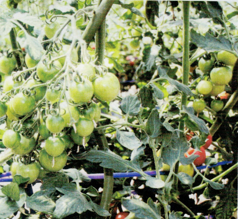 Hb 101でトマトの連作障害を克服し 土壌が軟らかくなり 生産量が多く 糖度が高く おいしいトマトが出来ます お客様の声 Hb廣報オンライン版 フローラ公式通販サイト