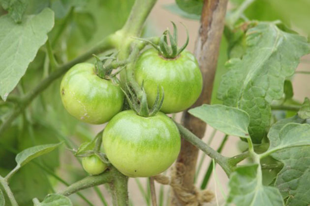 Hb 101でトマトの連作障害を克服し 土壌が軟らかくなり 生産量が多く 糖度が高く おいしいトマトが出来ます お客様の声 Hb廣報オンライン版 フローラ公式通販サイト