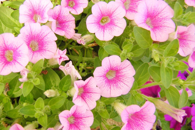 サフィニアも美しい色で花を咲かせてくれました お客様の声 Hb廣報オンライン版 フローラ公式通販サイト