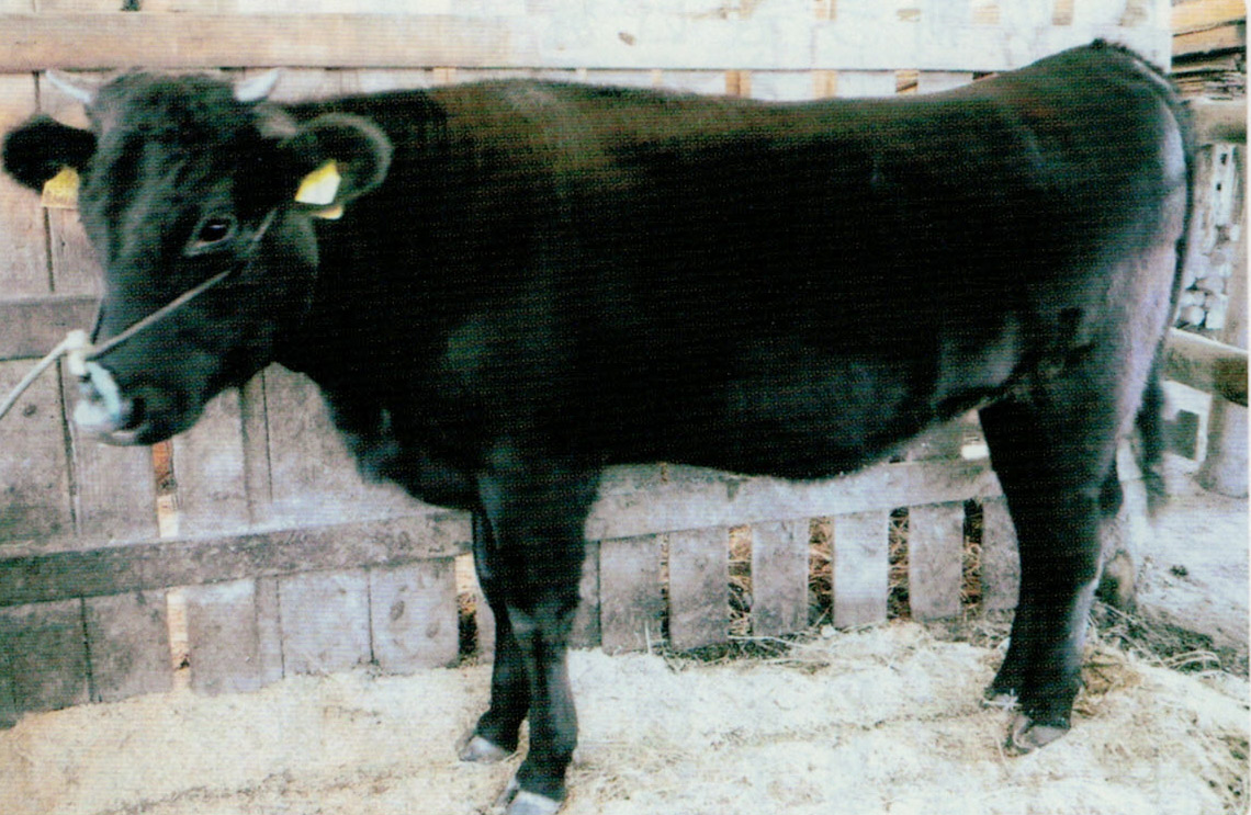 ニオワンダフルを与えると、乳牛も、和牛も食い込みが良く、下痢、悪臭がなく、糞の処理がしやすく、色艶が良いです。