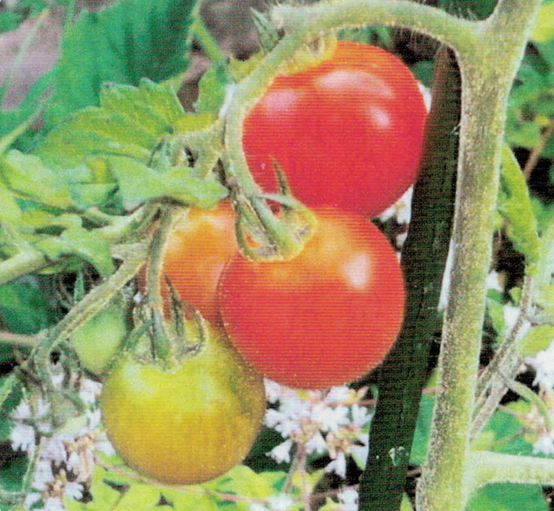 HB-101で育てたミニトマトは味と香りが素晴らしいです。