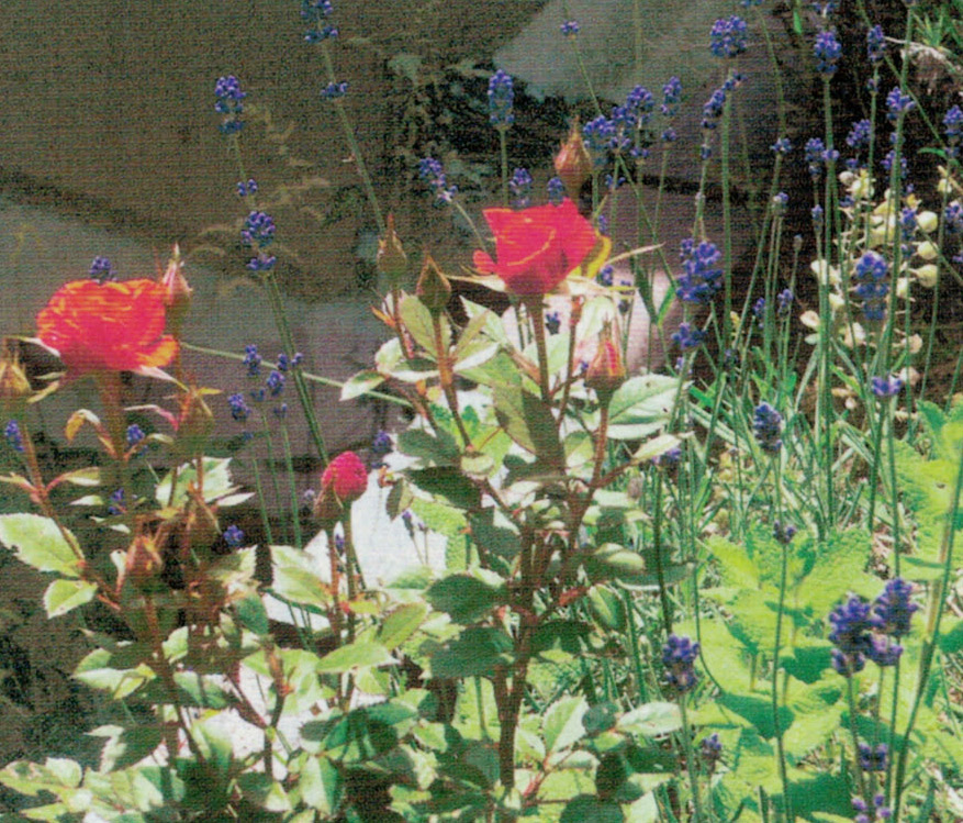 HB-101で色鮮やかに咲くラベンダーとミニバラです。見とれるくらい美しいです。