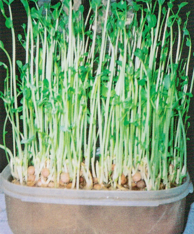 HB-101で水栽培をしたところ、３回もカイワレ大根を収穫しました。