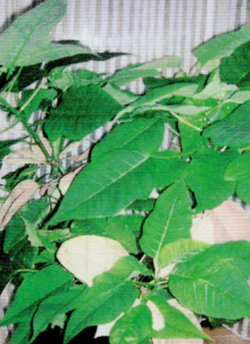 HB-101のおかげで艶々の葉っぱのビナンカズラです。