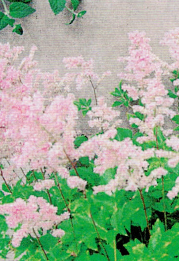我が家の子になって１５年。HB-101のおかげでアスチルベが綺麗に毎年咲いてくれます。