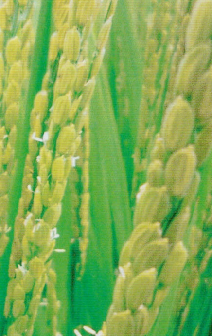 HB-101を使用した稲です。分けつけが良く、元気に花が着き始めました。