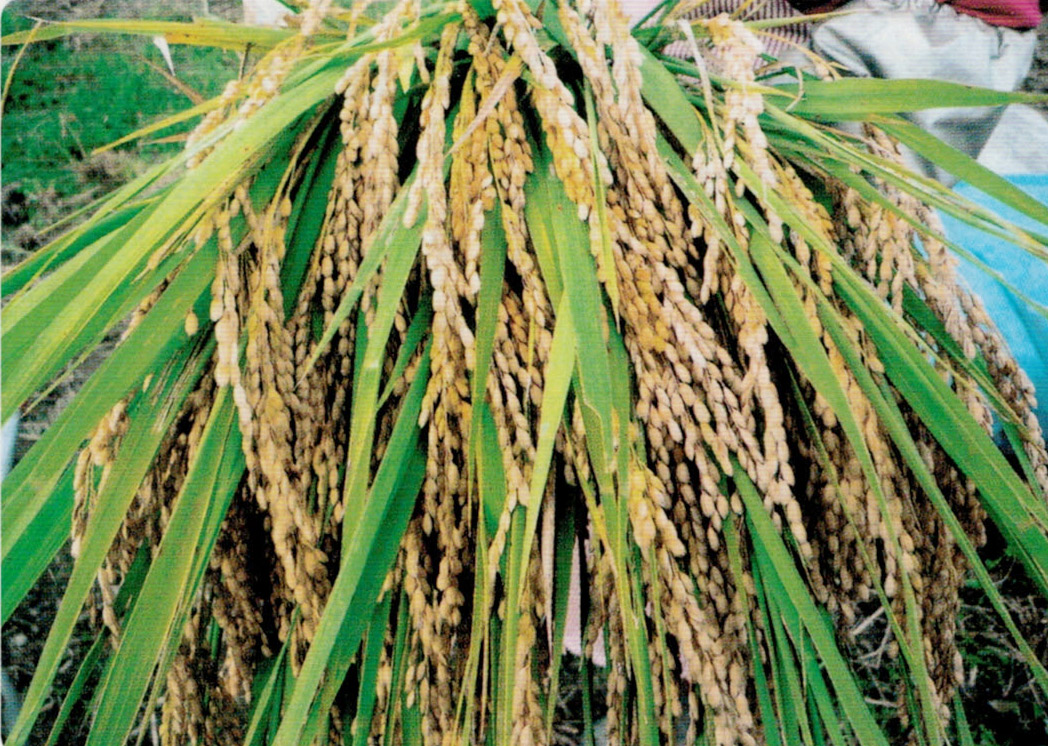 HB-101で栽培した稲は、ズッシリと重量があり、病気、害虫にも侵されていません。