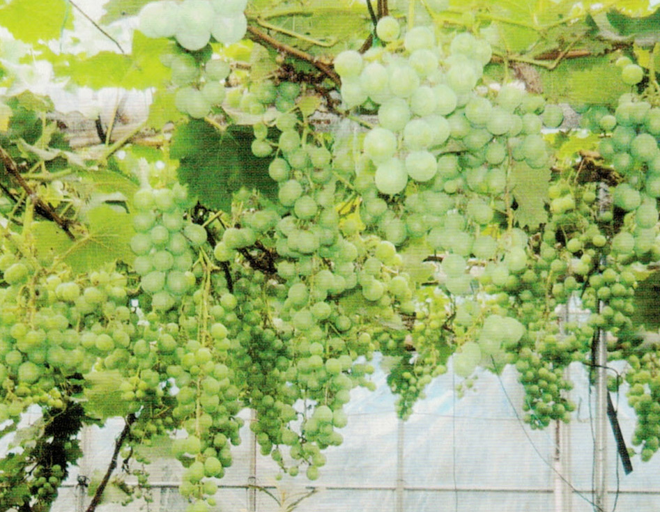 HB-101と白HB-101でブドウの実が所狭しとたわわに実っています。