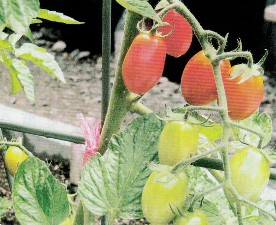 HB-101でおいしいミニトマトが鈴なりに生ります。