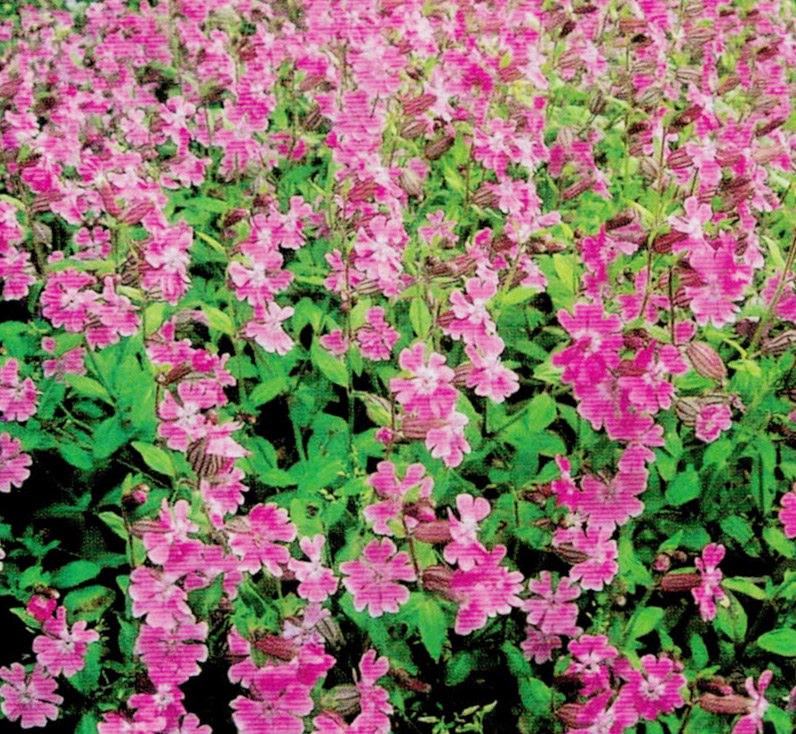 HB-101と白HB-101でピンクのじゅうたんを敷き詰めたように咲いているフクロナデシコの花です。