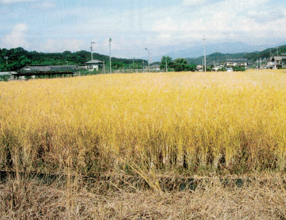HB-101と豊かな水で、大地が育む信州のおいしいお米になります。