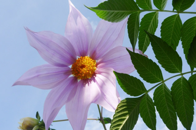 皇帝ダリアが大きく育って 綺麗な花が咲きました お客様の声 Hb廣報オンライン版 フローラ公式通販サイト