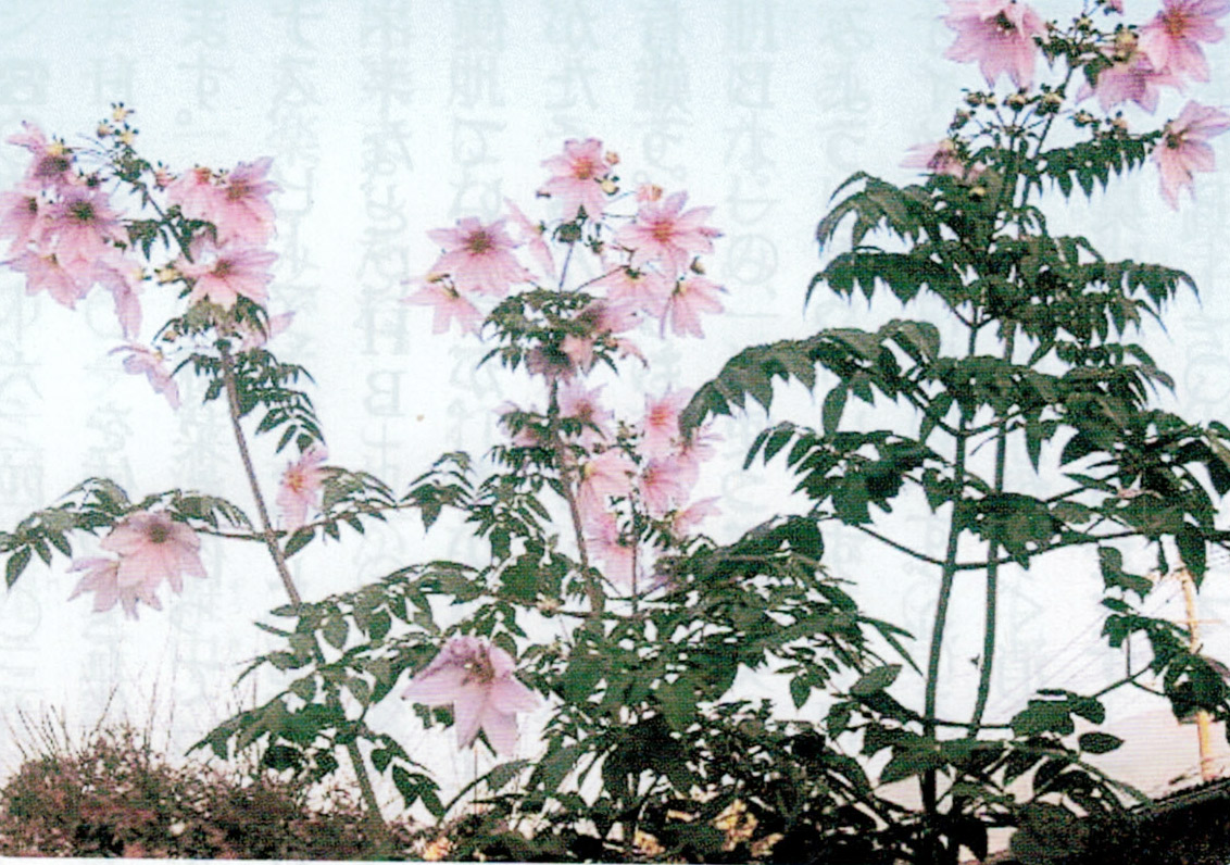 HB-101で皇帝ダリアが色鮮やかに咲きます。
