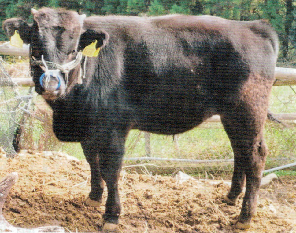ニオイワンダフルで元気にあふれて成長する生後１６０日の子牛です。