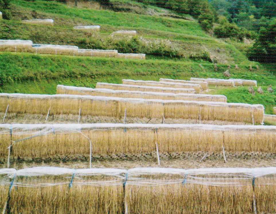 HB-101使用の稲は、しっかり実り、ずっしりと重量があります。「鳥の巣棚田」に掛け干しした稲です。
