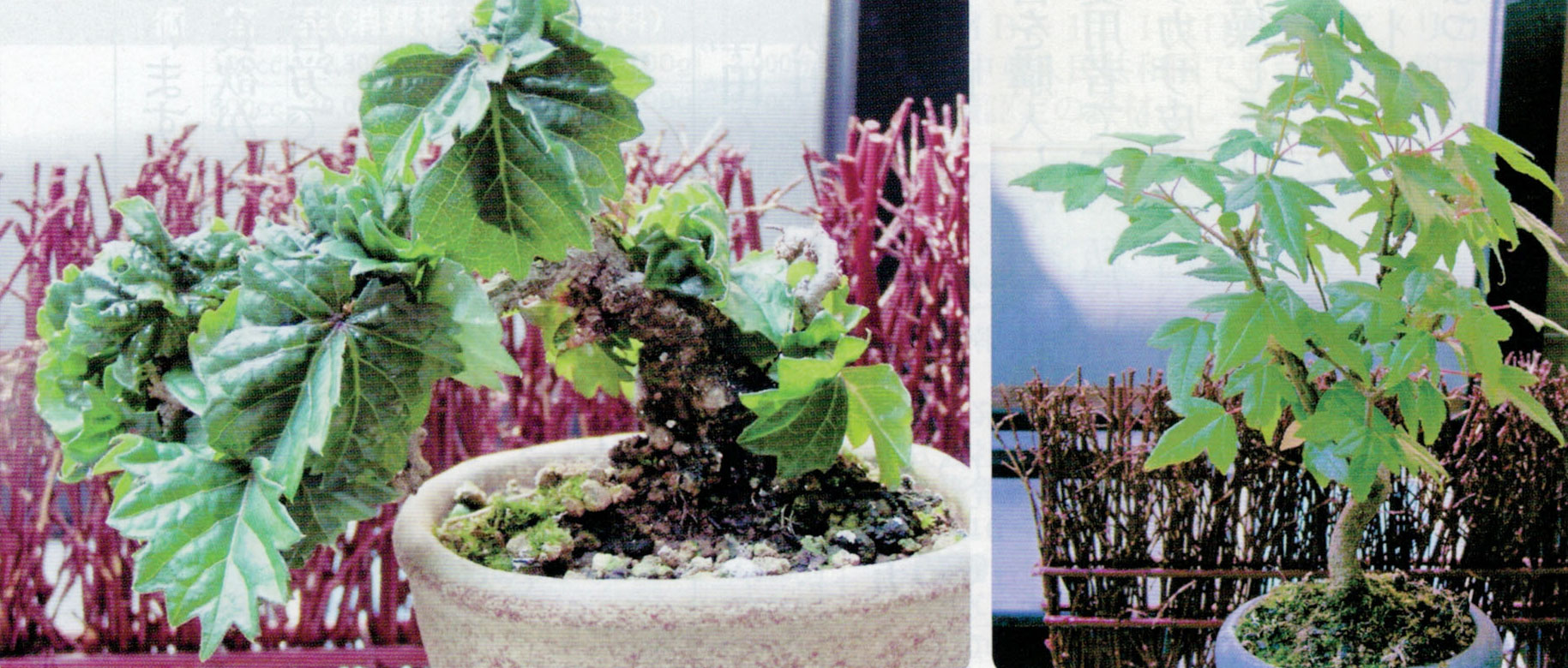 HB-101の使用で元気に育つ竜神ツタ模様木（左）と宮様カエデ模様木（右）です。