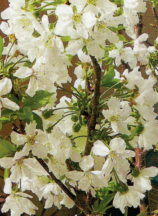 HB-101を使って咲いた佐藤錦の花が、趣味の園芸に掲載されました。