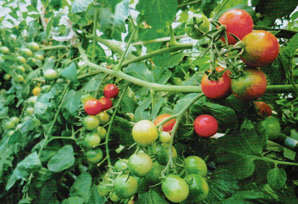 HB-101を使用して育てるミニトマトは、光希、玉太りが最高です。