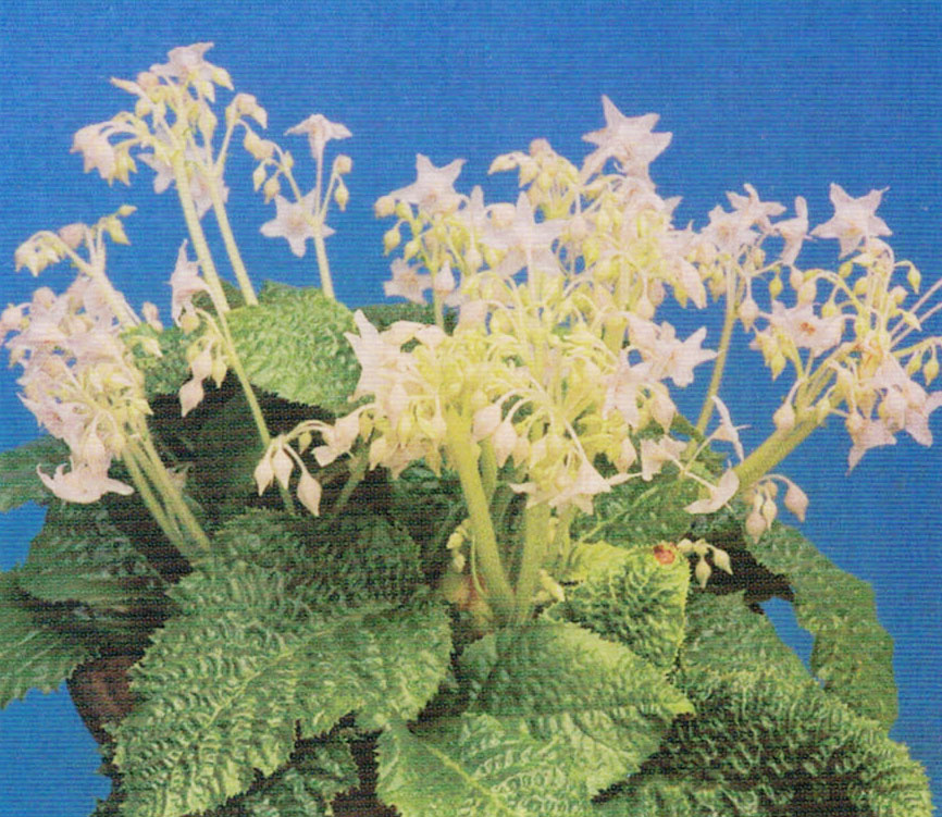HB-101と顆粒HB-101で、葉も花芽も一段とボリュームアップしたイワタバコに白い花が咲きました。