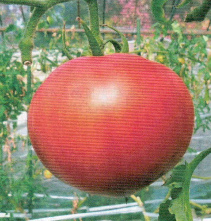 HB-101を使用したトマトは果実のしまりが良く美味です。