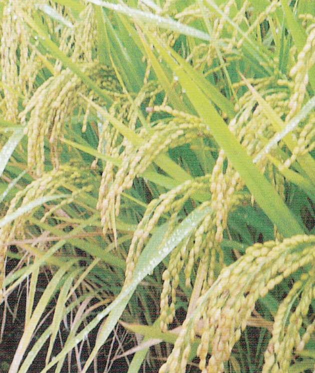 日照り不足や台風や低温にもかかわらずHB-101で全て一等米が収穫できます。