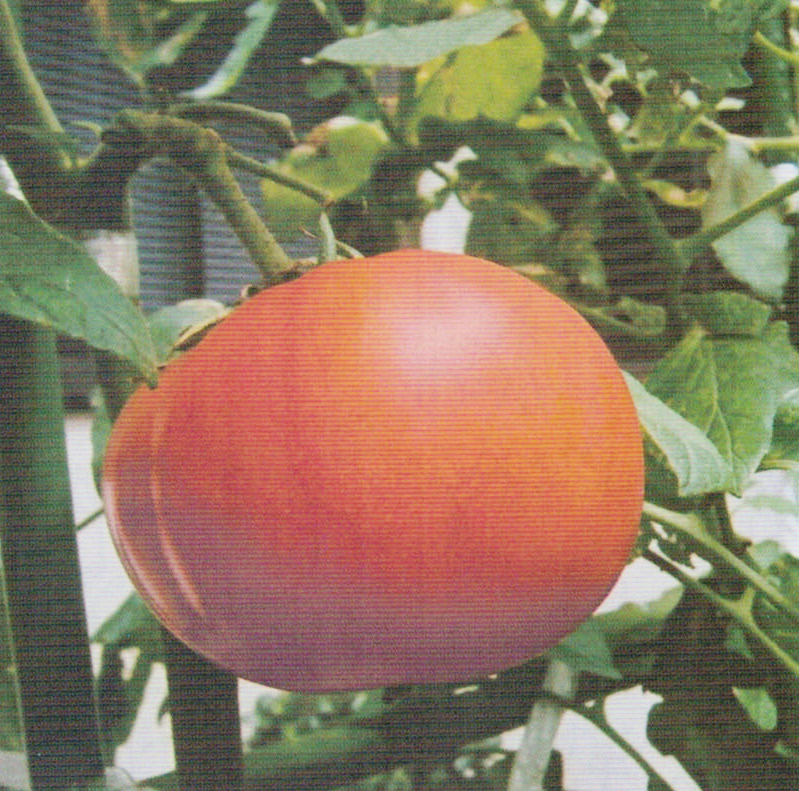 HB-101で大きいトマトが出来ます。