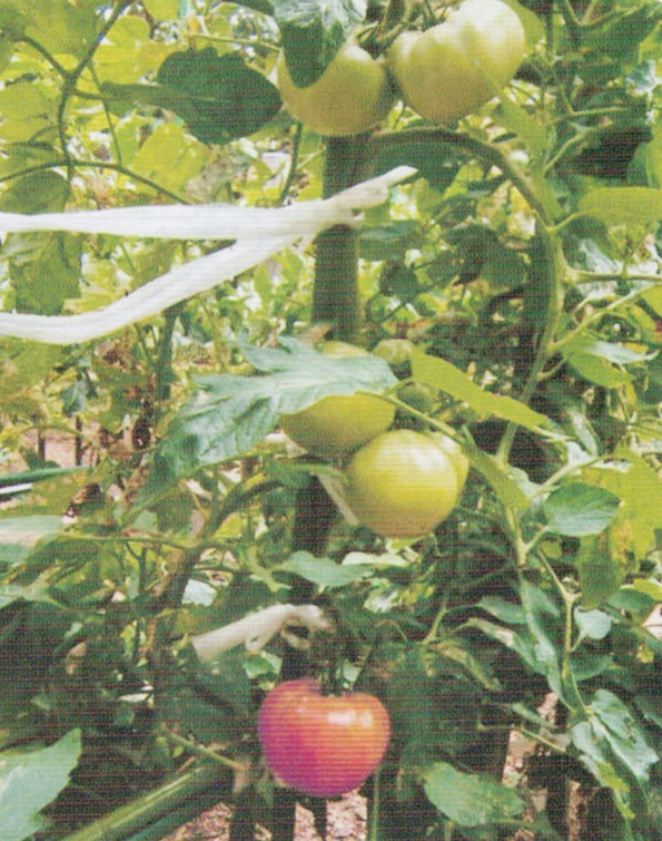 HB-101でトマトが大豊作になります。