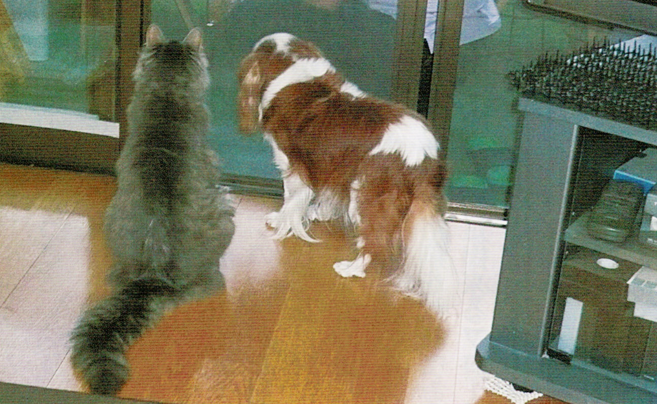 HB-101のおかげで犬と猫はとても元気で仲良しです。