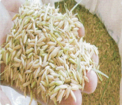 HB-101で栽培したインディカ米です。