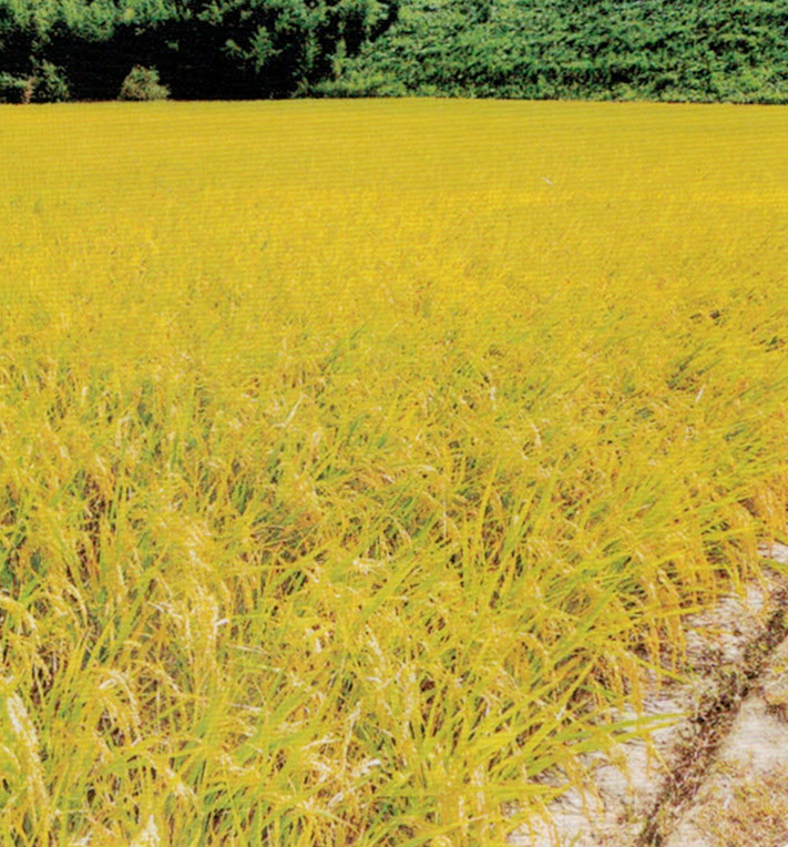HB-101を種、苗、本殿と使って素晴らしいお米が出来ます。