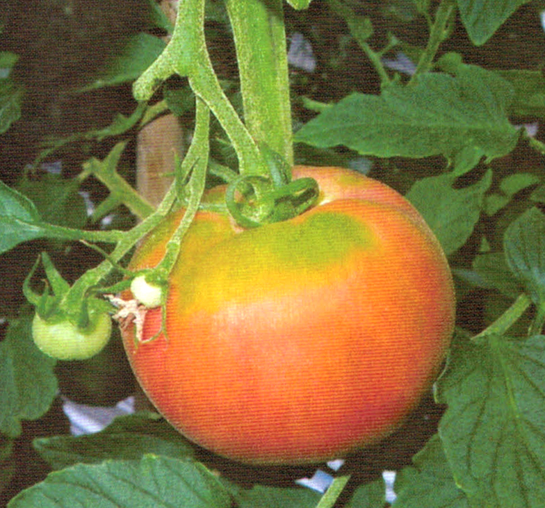 HB-101でトマトは色つや、形が良く、ずっしりと重く、収穫量が増えます。