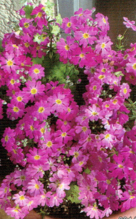 HB-101でサクラソウは数え切れないほどの花を咲かせます。