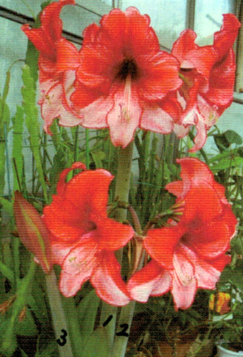 HB-101のおかげでアマリリスは花が５個も咲き、花の大きさは２０cm程に大きく咲きました。