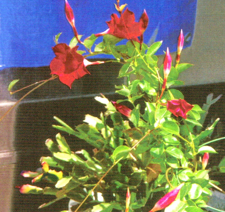 HB-101のおかげでサンパラソルは蕾いっぱい持って開花中です。