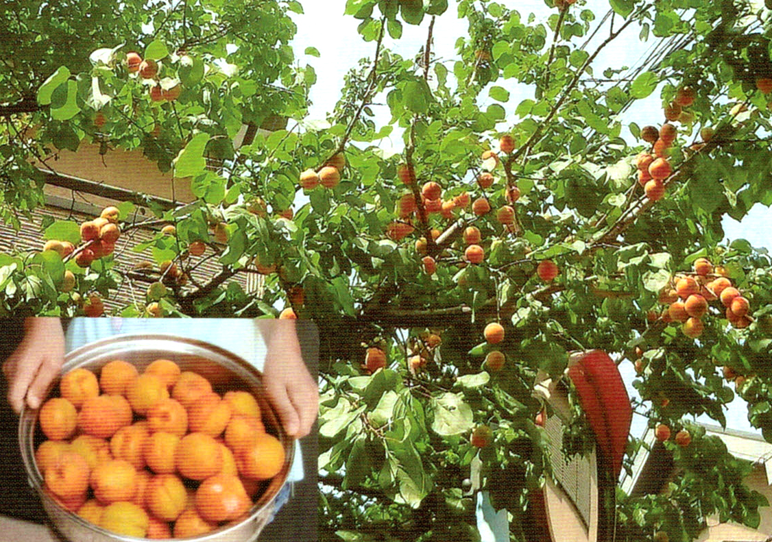 HB-101で大豊作になった杏を収穫しました。