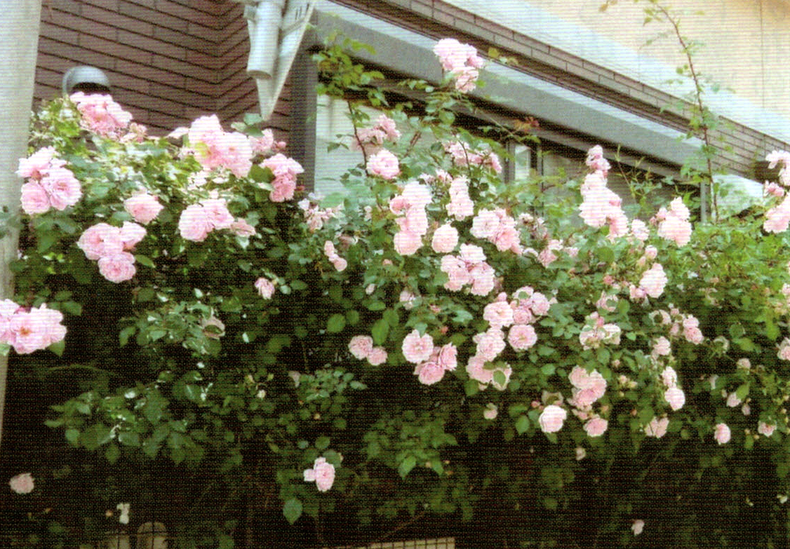 HB-101でピンクのつるバラが見事に咲きます。