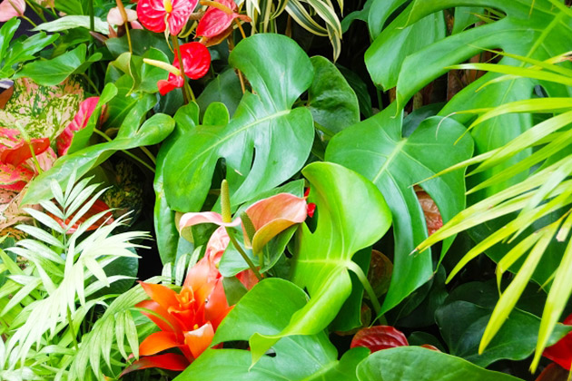 Hb 101で育てた熱帯植物は色が鮮やかで花もちが良いと評判です お客様の声 Hb廣報オンライン版 フローラ公式通販サイト