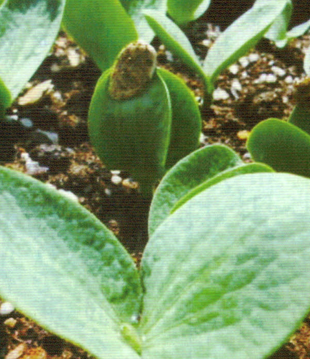 HB-101で勢い良く発芽したカボチャの苗です。中央上部の茶色の物は種の殻です。