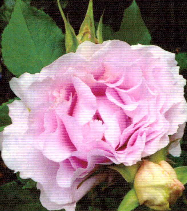 HB-101でバラがきれいに咲きます。