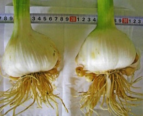 HB廣報,平成29年9月号,フローラ,野菜作り,園芸,農業,家庭菜園,ガーデニング,週末農業,野菜,果実,花,プロ御用達,hb101,植物活力,植物活力液,液肥,植物活力剤,送料無料