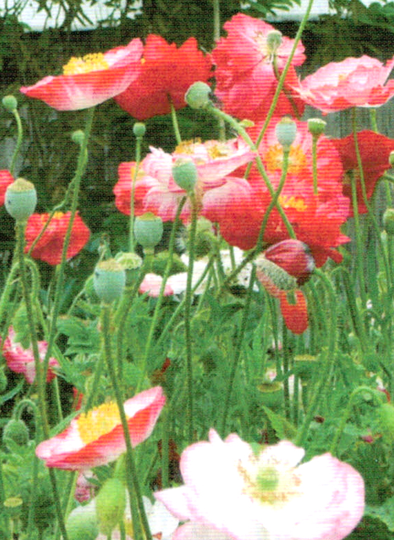 HB-101で育てた花の写真