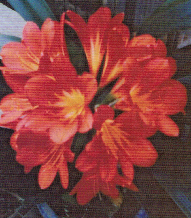 クンシランの花