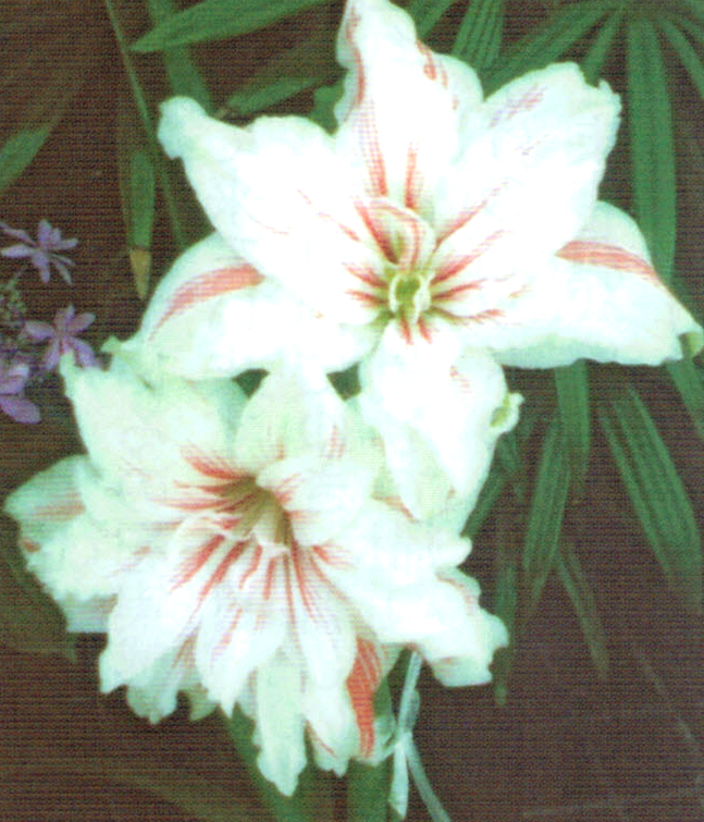 アマリリスの花