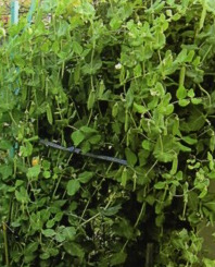 HB廣報,フローラ,植物のちから,HB101,植物バイオ,