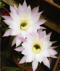 HB廣報,フローラ,植物のちから,HB101,植物バイオ,