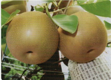 HB-101で実った梨の果実