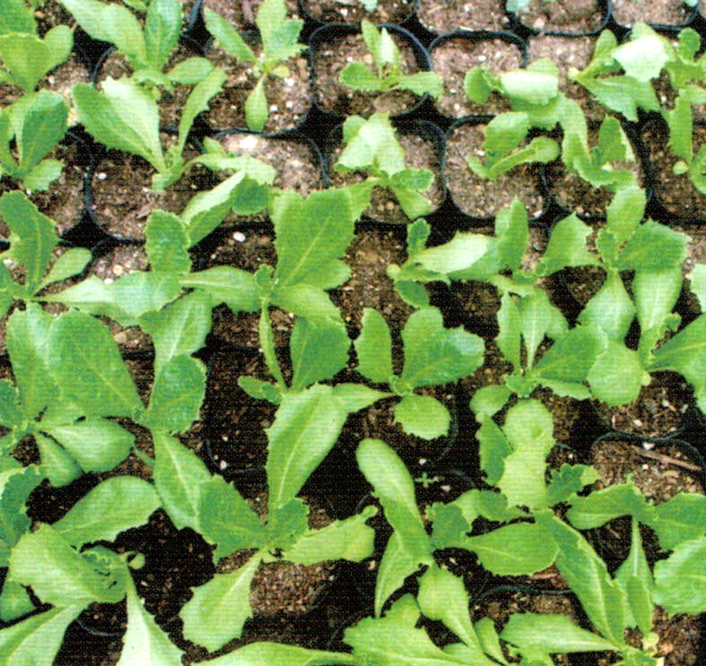HB-101で育つレタスの苗は葉の色艶が良い