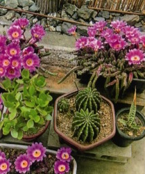 HB廣報,フローラ,植物のちから,HB101,植物バイオ,
